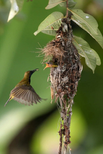 Mother Bird Picture Wallpaper