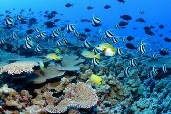 Underwater Ocean Sea Nature Tropical Reef Coral Wallpaper