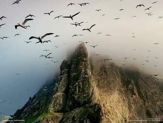 Fondos De Pantalla Conjunto Aves Saliendo Las Montanas