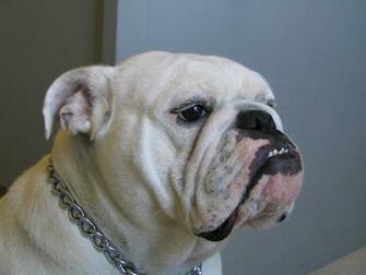 Female English Bulldog Desktop Background For HD
