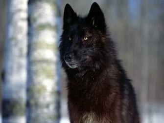 Black Wolf Cool Wallpaper Widescreen Definition
