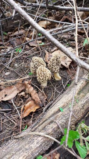 Michigan Morel Mushroom Pc Android iPhone And iPad Wallpaper