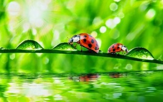 Ladybugs Wallpaper