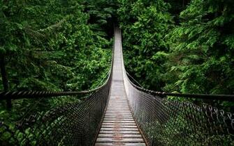 Amazon Rainforest Wallpaper