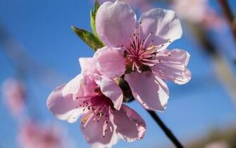 Peach Blossoms Wallpaper