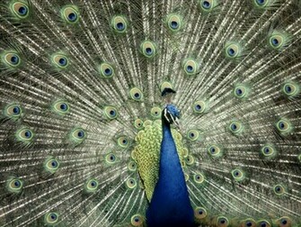 Of India Peacock Indian Blue Wallpaper