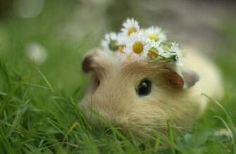 Hamster Wallpaper Nature Flowers HD Desktop