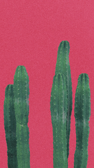 Minimalist Plant Wallpaper