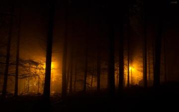Forest Dark Night Lights Wallpaper HD Desktop And Mobile