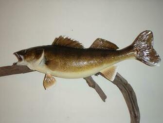 The Basics Of Walleye Fishing Quotes