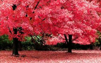 Most Beautiful Nature Wallpaper HD Pictures