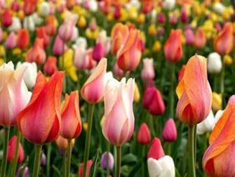 Springtime Wallpaper