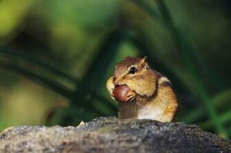 Cute HD Chipmunk Wallpaper HDwallsource