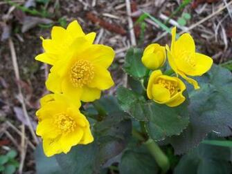 Early Spring Flowers Wallpaper