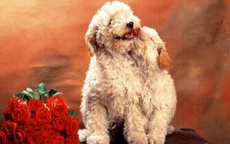 Snow Dog Dogs Wallpaper