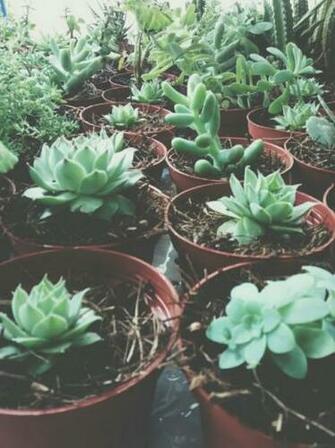 Cactus Plants Vintage Wallpaper