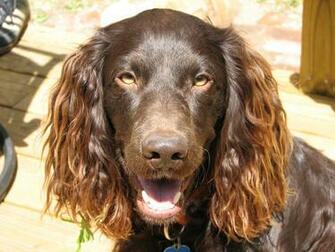 Boykin Spaniel Photos And Wallpaper The Beautiful