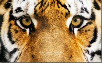 Tiger Wallpaper Siberian Or Amur