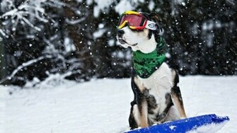 Cool Dog HD Wallpaper Wallpaperfx