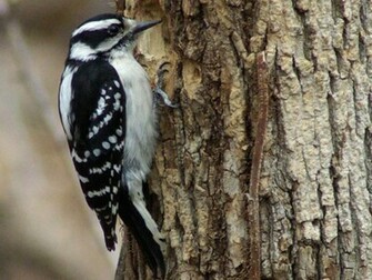 Woodpecker Wallpaper