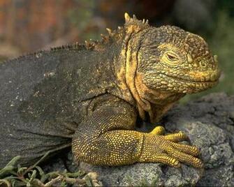 HD Wallpaper Desktop Lizards