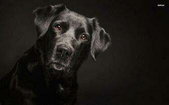 Black Labrador Wallpaper
