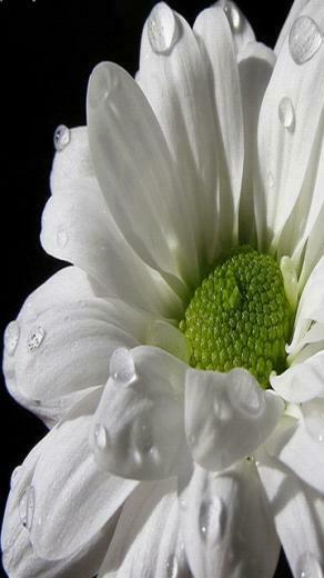 White Flower Cell Phone Wallpaper Cellphone HD