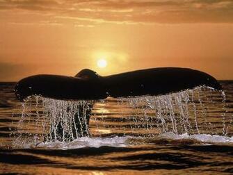 Humpback Whale Tail Ocean Life Photography Desktop Wallpaper