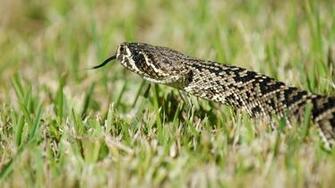 Grass Reptile Snake Wallpaper And Background Jpg Kb