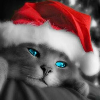 iPad Wallpaper Christmas Pets