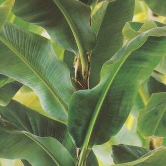 Tropical Leaf Green On
