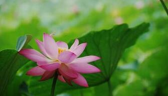 Pink Lotus Flower Wallpaper Pictures Image