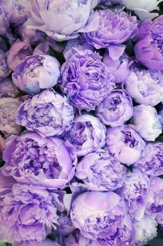 Purple Flowers
