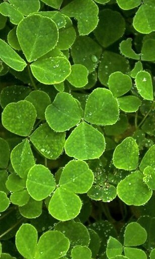 Bigger Four Leaf Clover Wallpaper For Android Screenshot