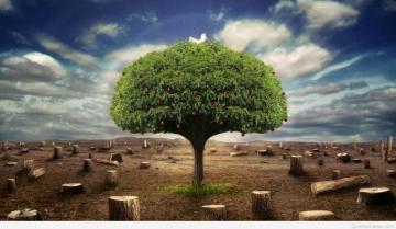 Alone Tree 3d HD Wallpaper Collection Mobile