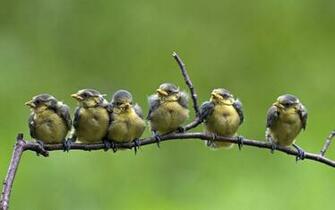 Tit Wallpaper Live Image Pc Guoguiyan