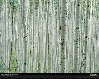 Aspen Trees Picture Tree Bark Wallpaper Photos National