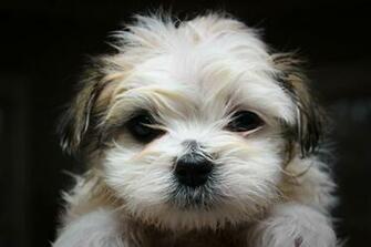 Maltese Shih Tzu HD Wallpaper Animals