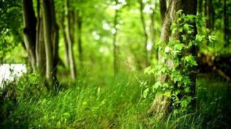 Summer Forest Landscape Wallpaper