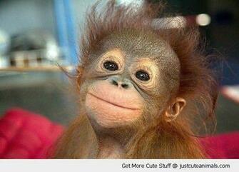 Happy Smiling Monkey Primate Baby Orangutan Posing Cute