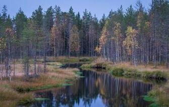 Wallpaper Forest River Taiga Image For Desktop Section
