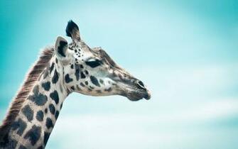 Giraffe Background