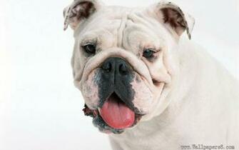 Bulldog Wallpaper High Res Pics Cool