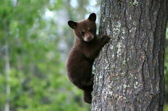Kb Jpg Black Bear HD Wallpaper