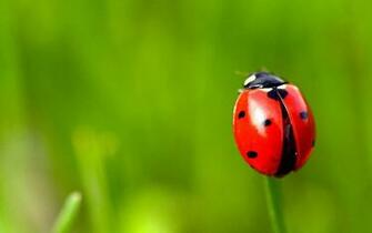 Ladybug Computer Wallpaper Desktop Background Id