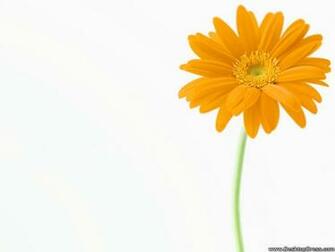 Desktop Wallpaper Flowers Background Yellow Gerbera Daisy
