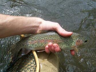 Rainbow Trout Fly Fishing Native