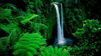 Forest Background Image HD Wallpaper Of