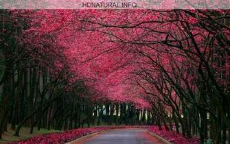 Keindahan Alam Beautiful Nature Pictures