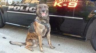 Police K9 Wallpaper Montebello K Dies